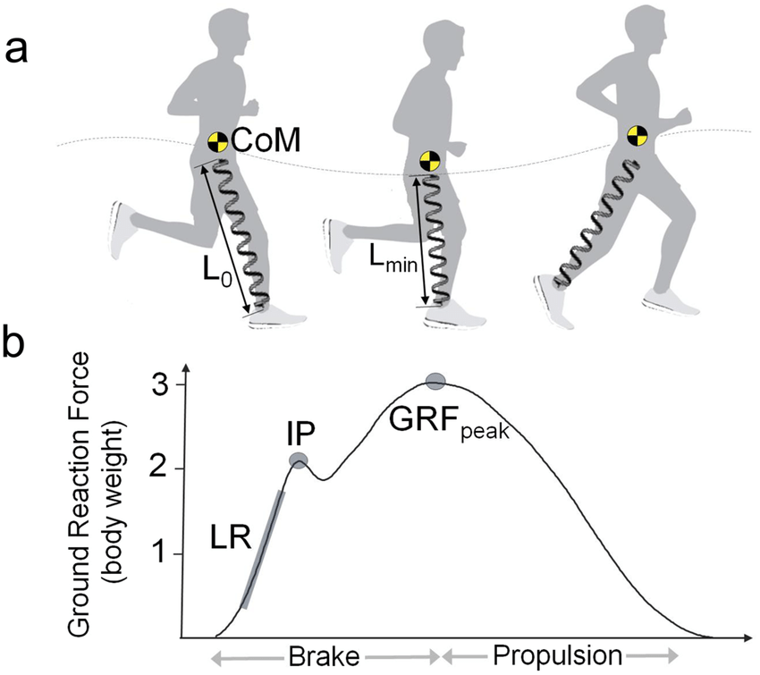 propulsion-running-graph-runner's-knee-physical-therapy